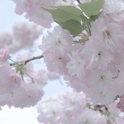 麦盖提福瑞交流群